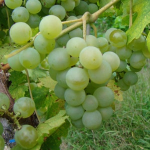 1 Golden Muscat Grape Vine - Bare Root Live Plants - Buy 4 Get 1 Free!