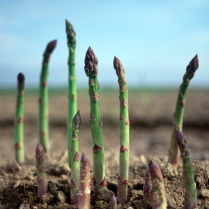 25 'Jersey Knight' Asparagus Crowns - 2yr-crowns - BUY 4 GET 1 FREE