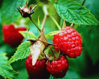 May include: A cluster of ripe, bright red raspberries hanging from a green stem with serrated leaves. The berries feature a textured, bumpy surface and are attached to small, pointed, light-colored calyxes. One berry is slightly out of focus.