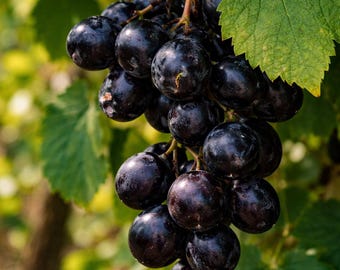Noble Muscadine Grape Vine – 2 Year Old Bare Root Plant – Rich, Bold, Dark Purple to Black Variety – Self-Fertile – From Hand Picked Nursery