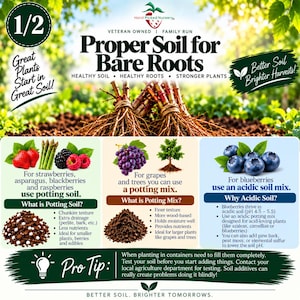Może przedstawiać: Edukacyjna infografika zatytułowana Proper Soil for Bare Roots zawierająca tekst, ilustracje roślin z odkrytym systemem korzeniowym, truskawek, szparag&oacute;w, jeżyn, malin, winogron, drzewa i bor&oacute;wek oraz szczeg&oacute;łowe porady dotyczące gleby.