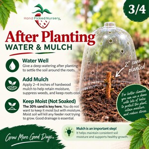 May include: An instructional graphic for plant care featuring a clear plastic dome over a 2-inch cane planted in soil. Text includes 'After Planting WATER & MULCH', 'Water Well', 'Add Mulch', 'Keep Moist (Not Soaked)', and 'Mulch is an important step!'