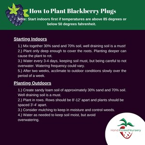 how to plant blackberry bareroot plugs