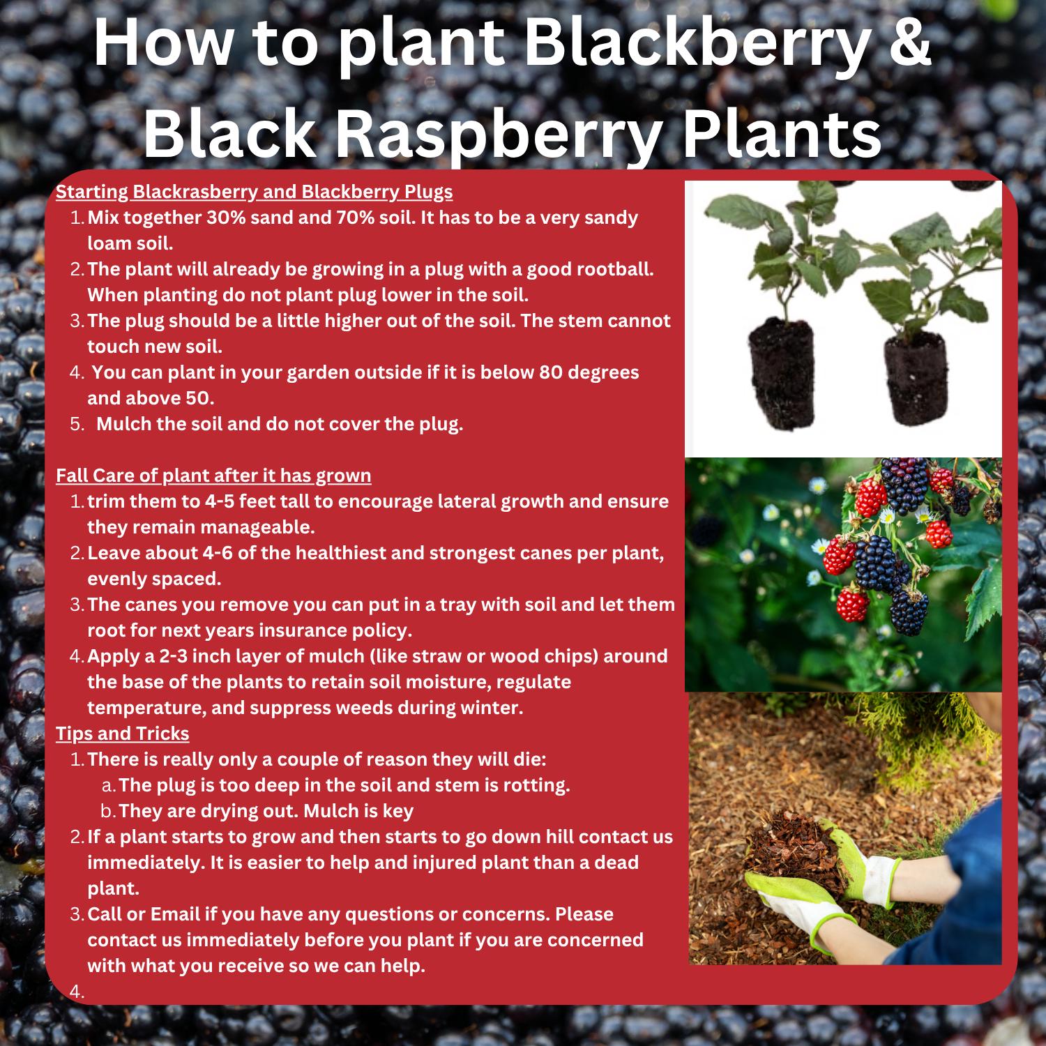 Jewel Black Raspberry Plants – Bare Root, 1-year-old – Early Season ...