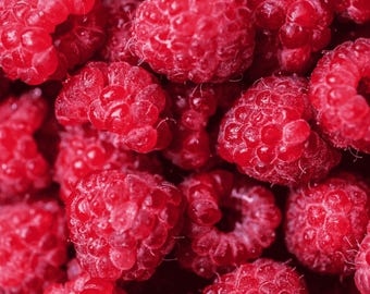 Caroline Raspberry Plant – 2 Bare Root Cane, 1-Year-Old – Ever-Bearing Red Variety – Large Sweet Berries – From Hand Picked Nursery
