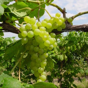 2 HIMROD Seedless Grape Vine - 2 Bare Root Live Plants  - Buy 4 Get 1 Free! - PREORDER April shipping!