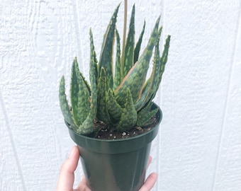 Aloe "Krakatoa" Succulent - 4 inch Aloe Hybrid