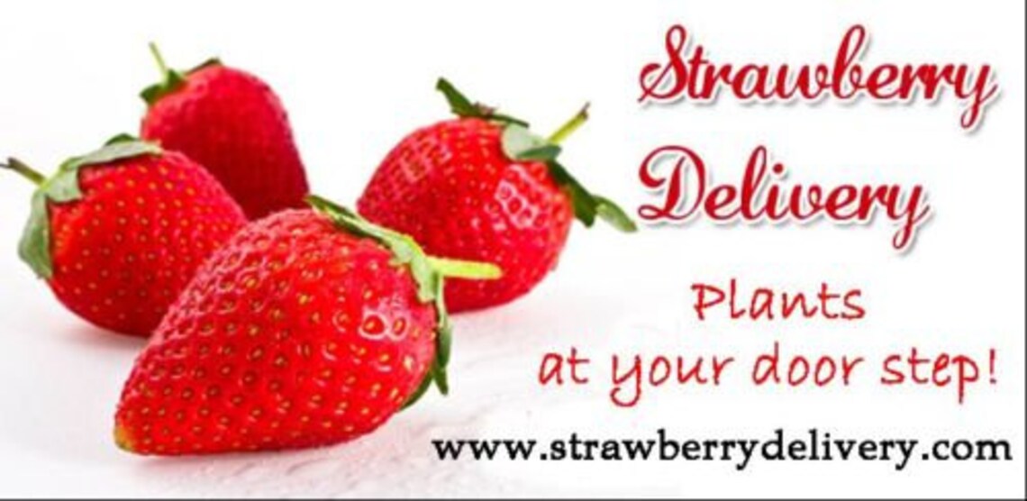 50marywashingtonasparagus Root 2yrcrowns BUY 3 GET ON1 Etsy