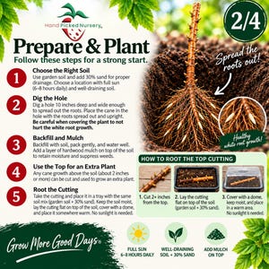 Może przedstawiać: Grafika instruktażowa zatytułowana Prepare & Plant od Hand Picked Nursery. Przedstawia brązową łodygę rośliny z białymi korzeniami w glebie, ponumerowane kroki 1-5 oraz sekcję How to Root the Top Cutting z trzema zdjęciami sadzonek.