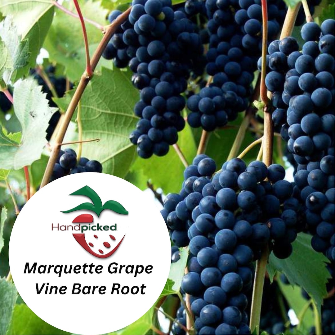 MARQUETTE Grape Vine 1 Bare Root Live Plant PREORDER Ship in April Etsy