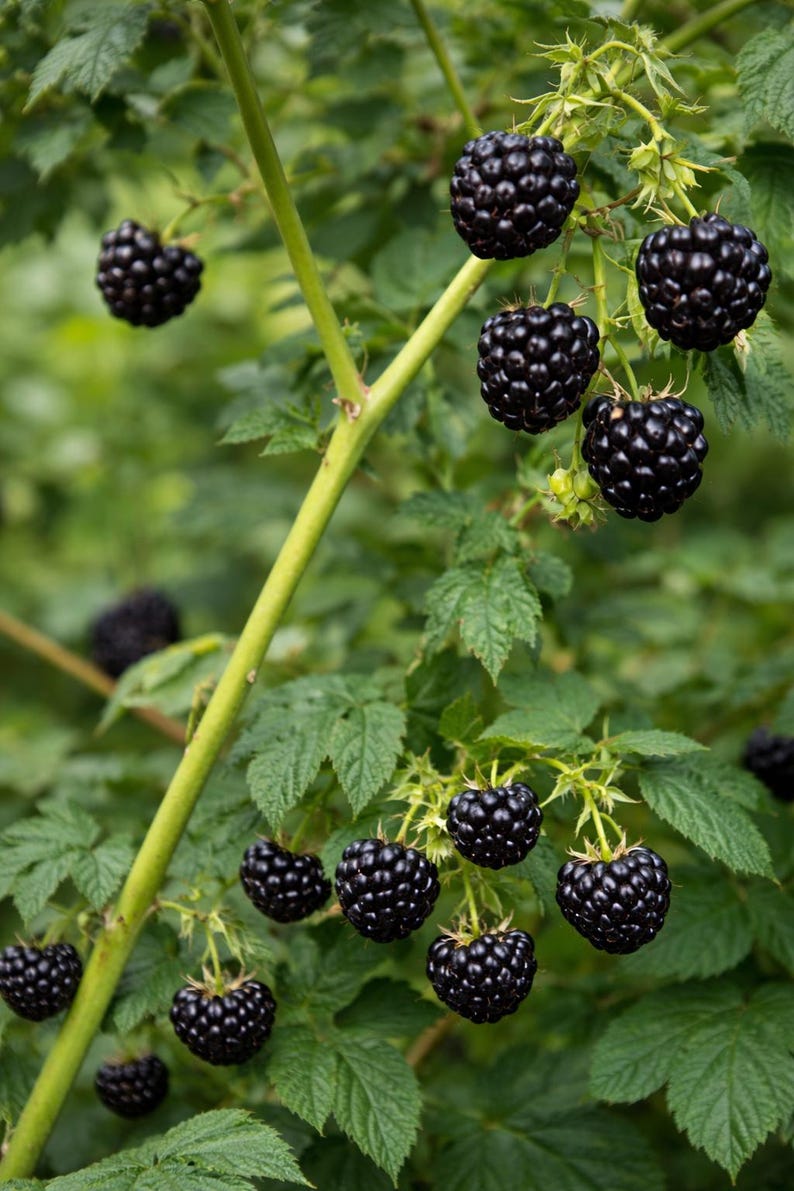 Thronless Raspberry Plants Tahi Thornless Black Raspberry Plug – 10 Live Plants | Large Sweet ...