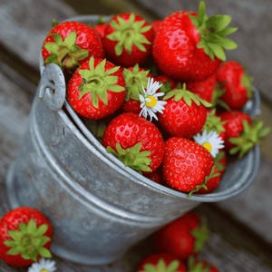 25 Strawberry Plants Honeoye - Honeoye June Bearing Strawberry Plants - Winter Hardy Strawberry - Buy 4 Sets Get 5th Free! FREE SHIPPING!