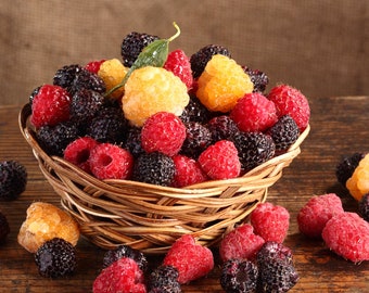 All Season Raspberry Plant Garden - 1 of each - Heritage Raspberry, Golden Rasberrry, Joan J, and Tahi  Black Raspberry.