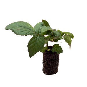 blackberry bareroot plug