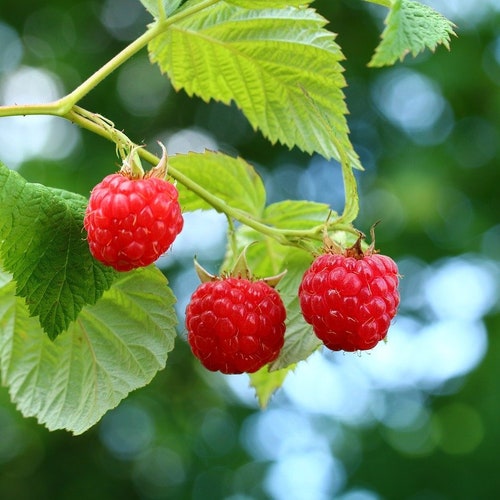 2 Joan J Raspberry Plant Bare Root Etsy