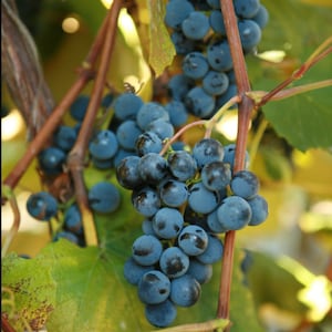 May include: A bunch of dark blue grapes hanging from a vine. The grapes are clustered together and have a slightly fuzzy texture.