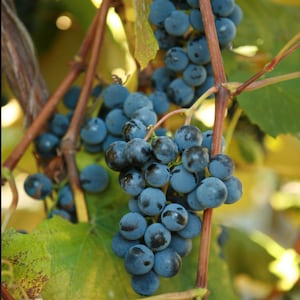 2 CONCORD Grape Vine - 2 Bare Root Live Plant - Buy 4 Get 1 Free!