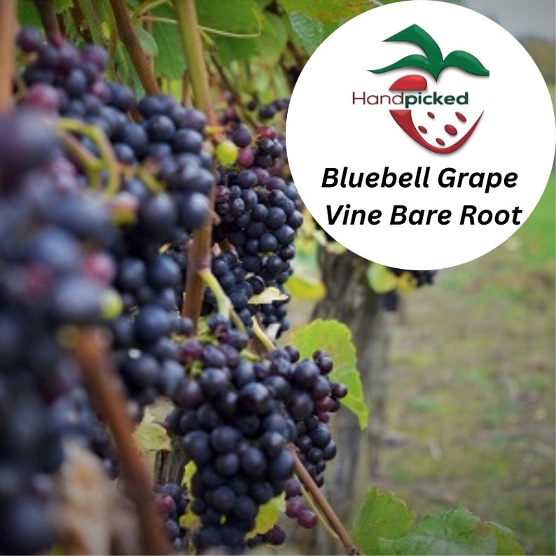 BLUEBELL Grape Vine 1 Bare Root Live Plant Preorder Ships Etsy