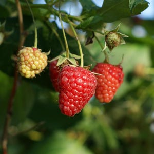 1 Joan J Raspberry Plant - Bare Root Cane 1-Year-Old Thornless Everbearing Red Variety Large Sweet Berries High Yield - Hand Picked Nursery