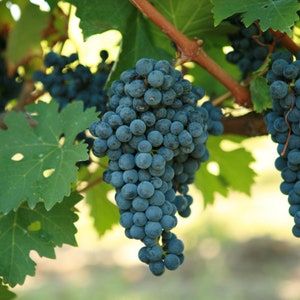1  CABERNET SAUVIGNON Grape Vine - 1 Bare Root Live Plant - Buy 4 get 1 free! - PREORDER April shipping!