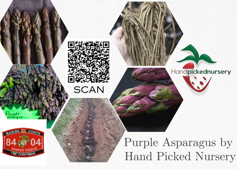 5 Passion Purple organic asparagus 2yr crowns image 2