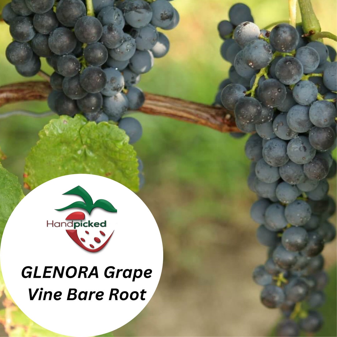 GLENORA Grape Vine 1 Bare Root Live Plant Etsy