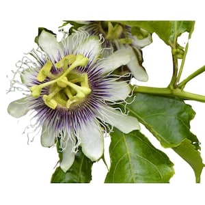 Passion Flower Live Plant &#39;Possum Purple&#39; - Passion Fruit and Beautiful Passiflora Purple Flowers - Starter Plant from Hand Picked Nursery