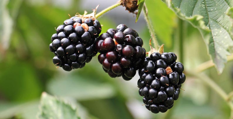 1 Chester Blackberry Plug - Thornless Berry Variety - Winter Hardy Plants image 5