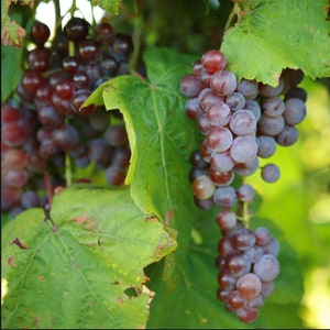 2 RELIANCE Seedless Grape Vine - 2 Bare Root Live Plant - Buy 4 get 1 free! - PREORDER April shipping!