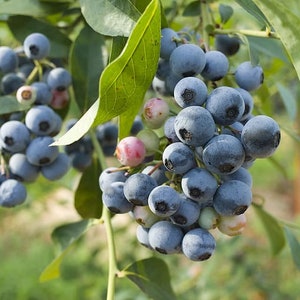 2 Rubel Northern Highbush Blueberry 1 Quart SIZED PLANT Ship Bare Root 10" to 12" in size! -Buy 4 Sets & Get 1 Free-2 year old plant