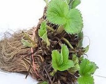 10 Strawberry Plant Camarosa - Organic-Non GMO