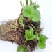 see more listings in the Strawberry Plants section