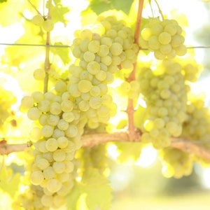 1 SAUVIGNON BLANC Grape Vine - 1 Bare Root Live Plant - Buy 4 get 1 free! - PREORDER April shipping!