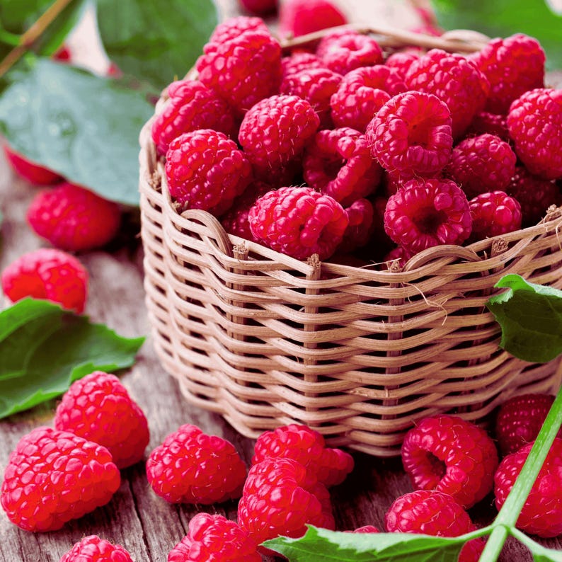 red raspberry harvest