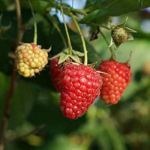 5 Joan J Raspberry Plant - Bare Root Cane 1-Year-Old Thornless Everbearing Red Variety Large Sweet Berries High Yield - Hand Picked Nursery