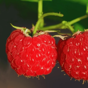 May include: Two vibrant red raspberries attached to a thin green stem. Each berry features a textured, bumpy surface with tiny, fine hairs visible on the individual drupelets. The fruit is shown in high detail, highlighting the bright red color.