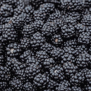 3 Blackberry Plants, Prime Ark Blackberry Plugs - Primocane Fruiting Thornless Blackberry Plants - Blackberry Plugs - Large Blackberries