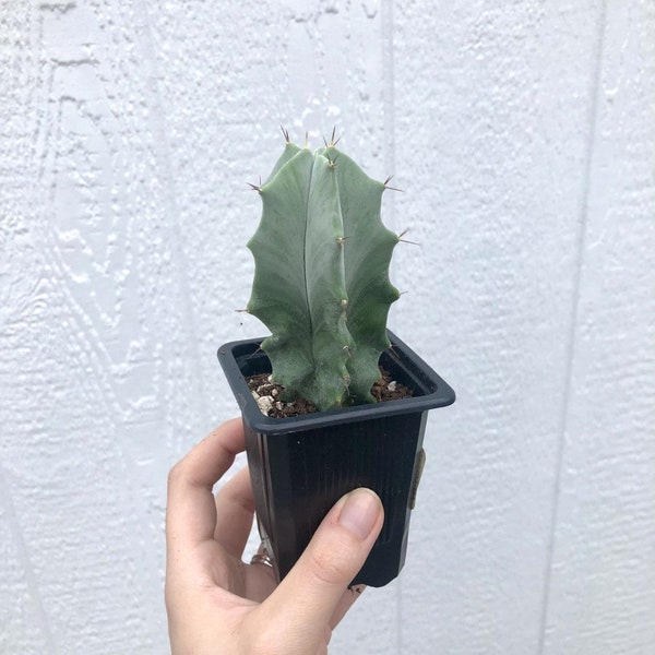Stenocereus Pruinosus “Gray Ghost Organ Pipe” Cactus - 2.5 inch Potted Cacti Succulent
