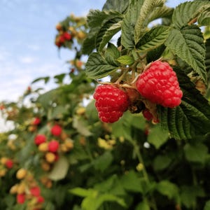 May include: Two ripe, bright red raspberries hang from a green stem surrounded by serrated green leaves. The plant features multiple clusters of additional raspberries in various stages of ripeness, ranging from pale yellow to deep red, on branches.