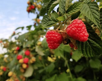 May include: Two ripe, bright red raspberries hang from a green stem surrounded by serrated green leaves. The plant features multiple clusters of additional raspberries in various stages of ripeness, ranging from pale yellow to deep red, on branches.