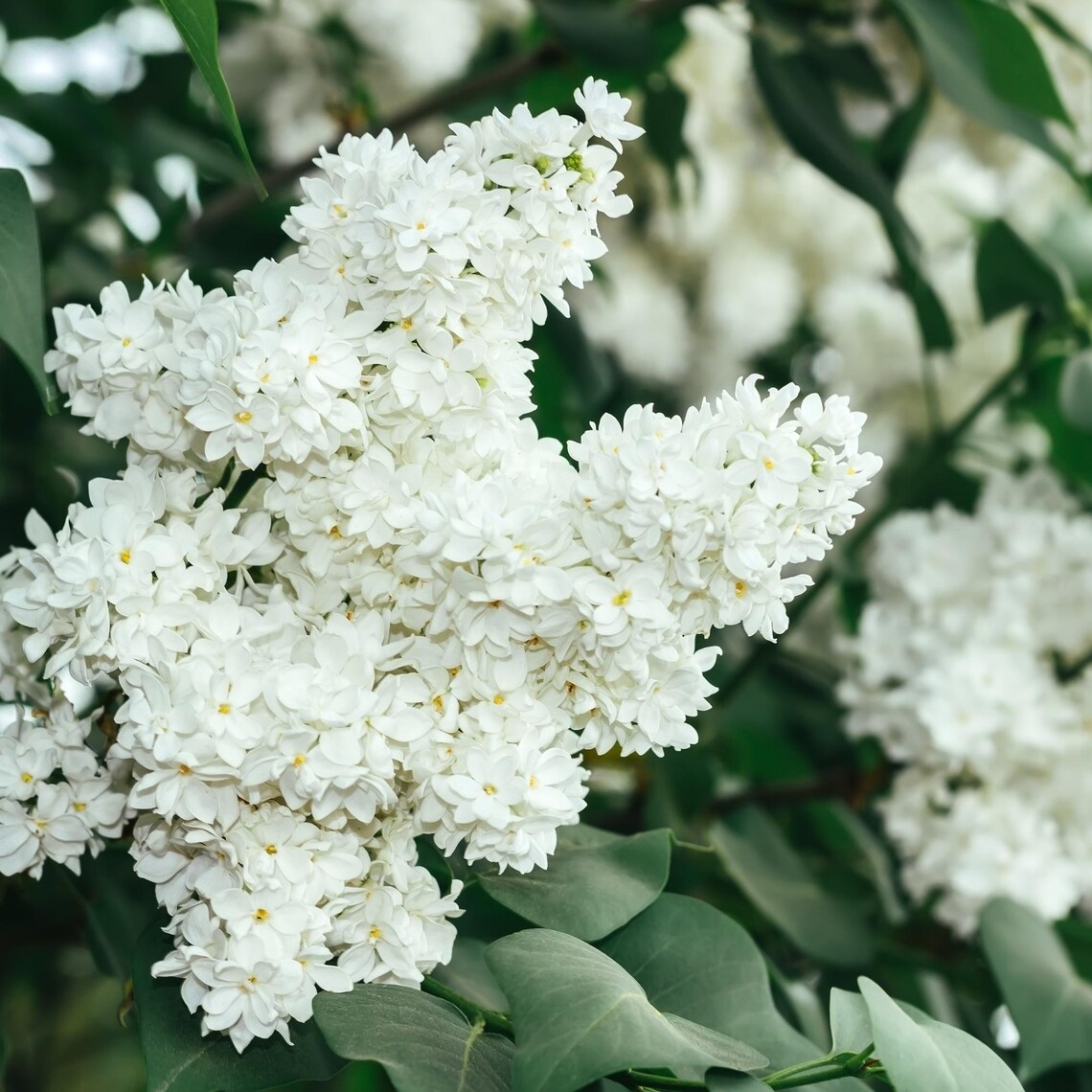 Syringa Tree Roots Syringa Pekinensis (2-pack) – Japanese Lilac Trees | Bare Root | Hardy ...