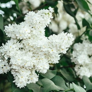 Syringa pekinensis (2-Pack) – Japanese Lilac Trees | Bare Root | Hardy Ornamental Tree | Fragrant Blooms & Unique Bark – PRE-ORDER