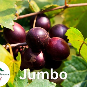 Jumbo Muscadine Grape Vine - 1 Bare Root Live Plant- 2 Year Old Bare Root Live Plant - 1-2ft tall