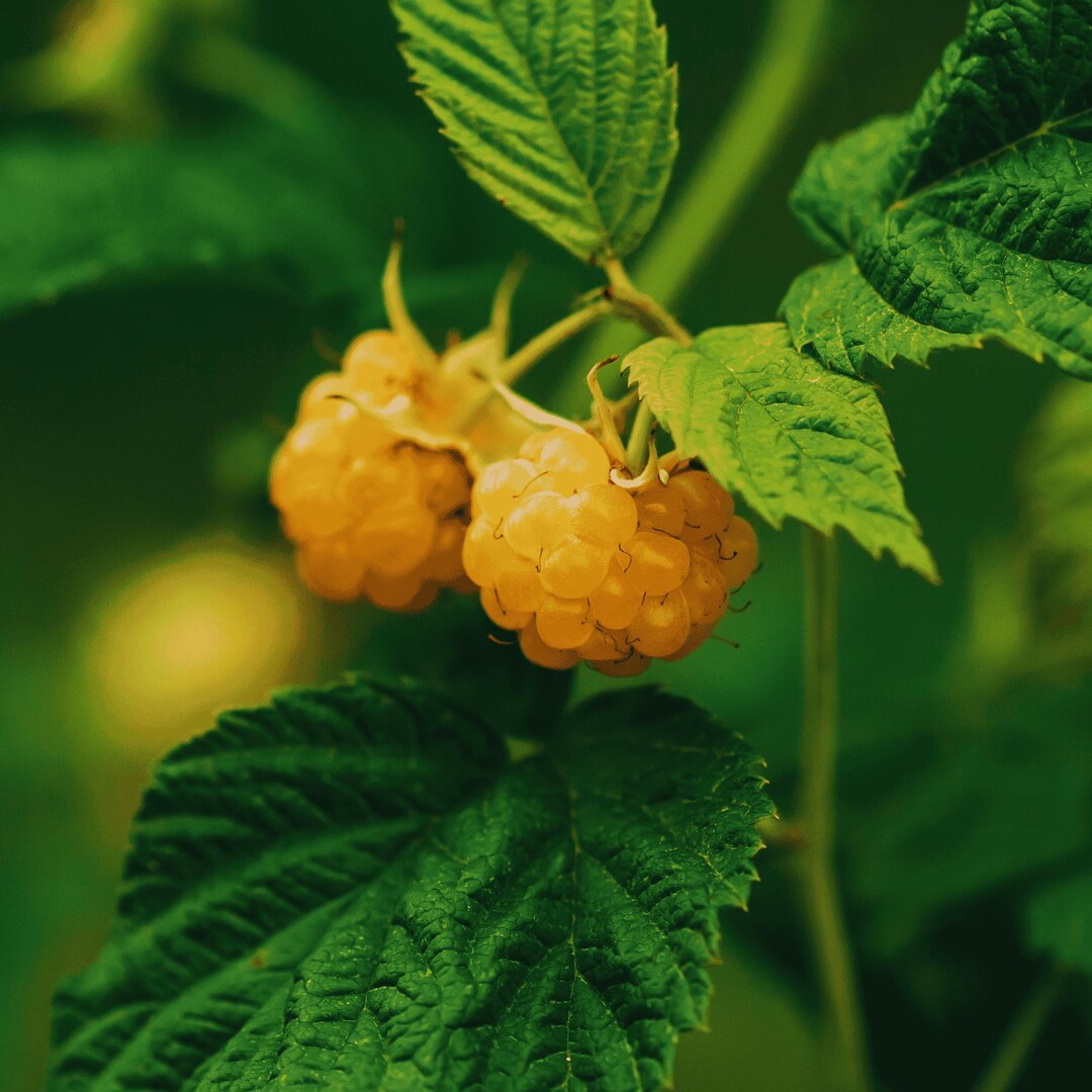 Golden-raspberry-plant-anne-non-gmo-buy-4-get-1 -bare Root Cane, 1-year ...