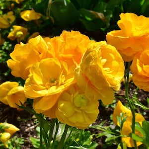 25 Ranunculus Yellow Shade Bulbs - Buy 4 Sets Get the 5th Free