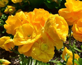 20 Ranunculus Yellow Shade Bulbs - Buy 4 Sets Get the 5th Free