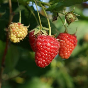 3 Joan J Raspberry Plants – Bare Root Cane 1-Year-Old Thornless Everbearing Red Variety Large Sweet Berries High Yield - Hand Picked Nursery