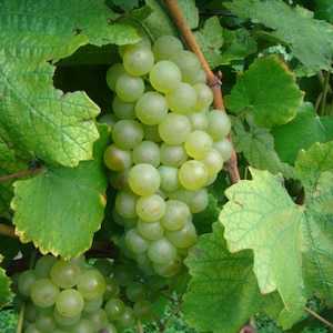1 CHARDONNAY Grape Vine - 1 Bare Root Live Plant Buy 4 get 1 free! - PREORDER April shipping!