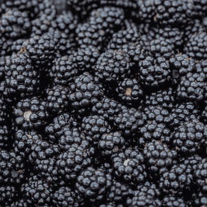 5 Blackberry Plants, Prime Ark Blackberry Plugs - Primocane Fruiting Thornless Blackberry Plants - Blackberry Plugs - Large Blackberries