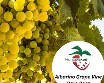 Albariño Grape Vine - 1 Bare Root Live Plant - ***PREORDER ship in April